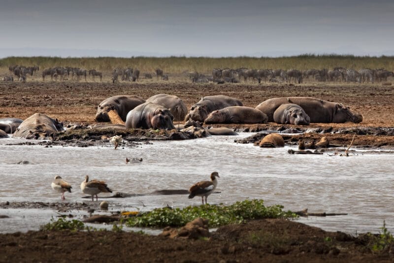 Flamencos en el Lago Manyara, uno de los espectáculos naturales que ver en Tanzania.