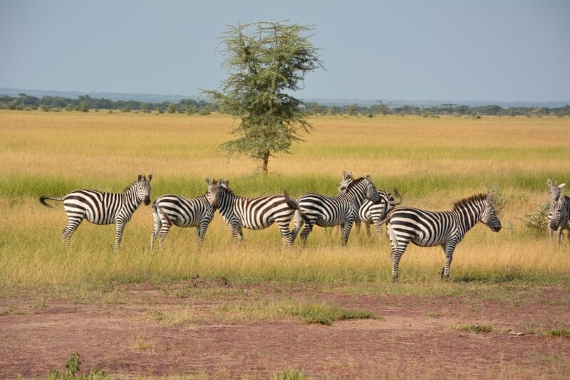 cebras en el Parque Nacional del Serengeti, un imperdible en qué ver en Tanzania.