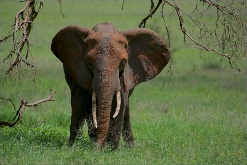 Elefante en el Parque Nacional de Tarangire, parte esencial de qué ver en Tanzania.