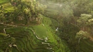 Los arrozales de Tegallalang, una maravilla que visitar en Bali