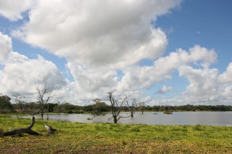 Paisaje de la Reserva de Caza de Selous, un destino para los amantes de la fauna en Tanzania.